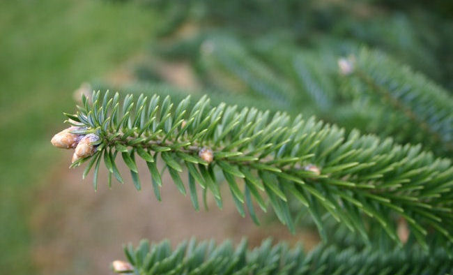 Abies insignis 