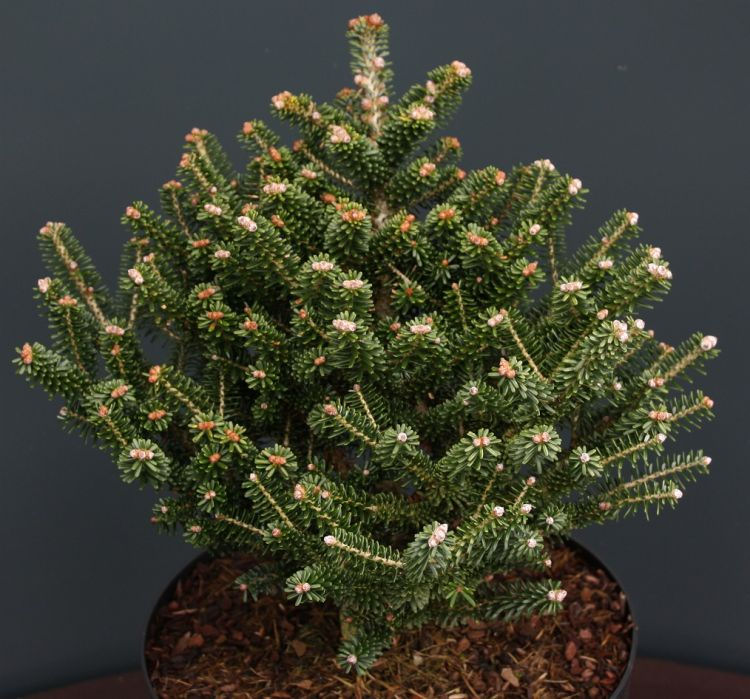 Abies koreana 