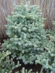 Abies koreana 