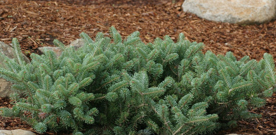 Abies koreana Blauer 