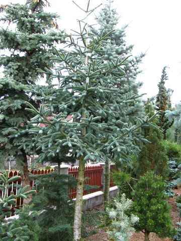 Abies koreana 