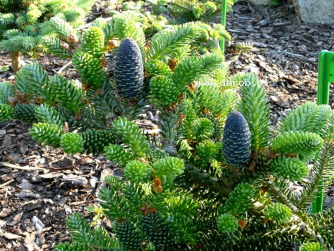 Abies koreana 