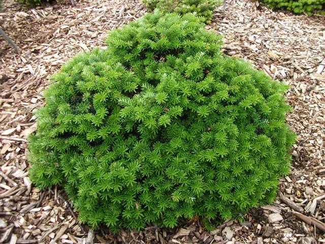 Abies koreana 