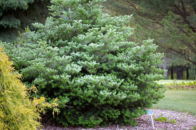 Abies koreana 