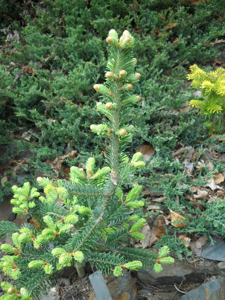 Abies koreana 