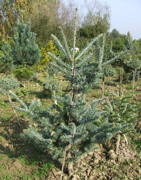 Abies koreana 