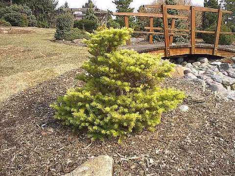 Abies koreana 