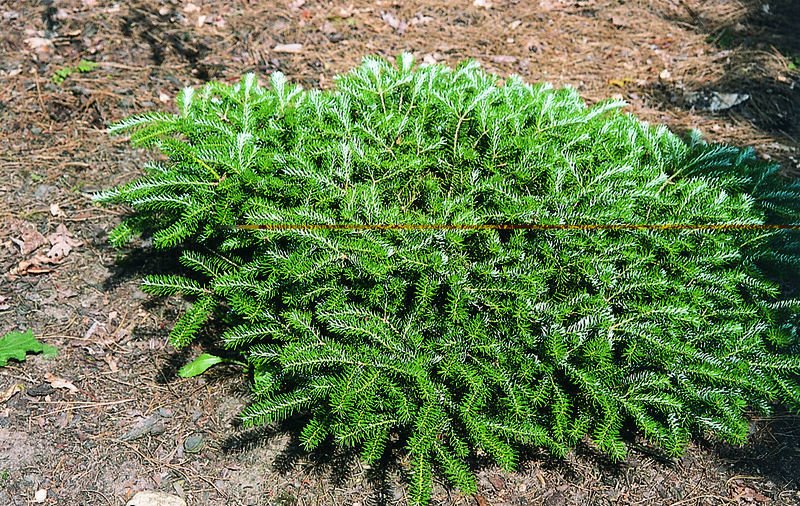 Abies koreana 