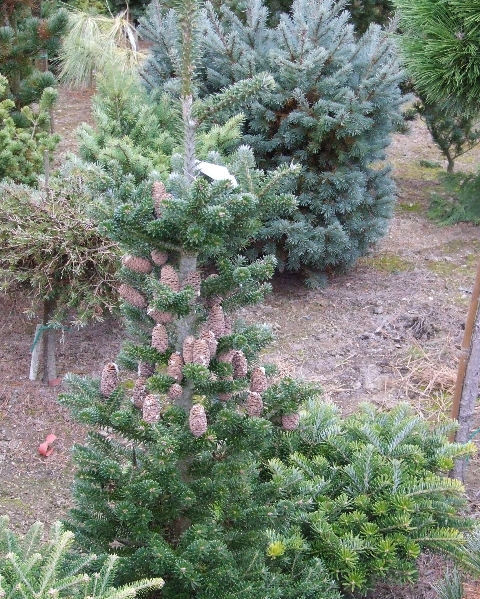 Abies koreana 