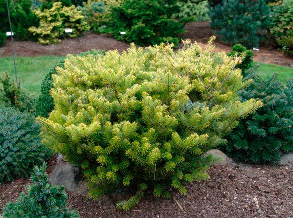 Abies koreana 