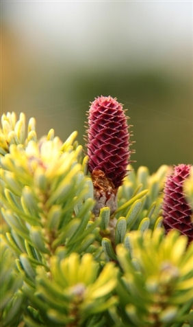 Abies koreana 