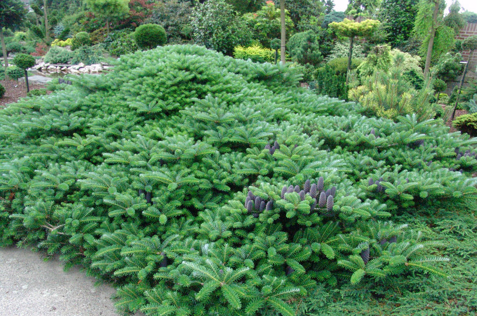 Abies koreana 