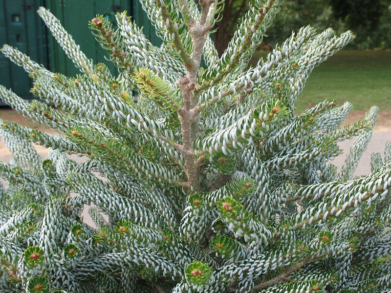 Abies koreana 