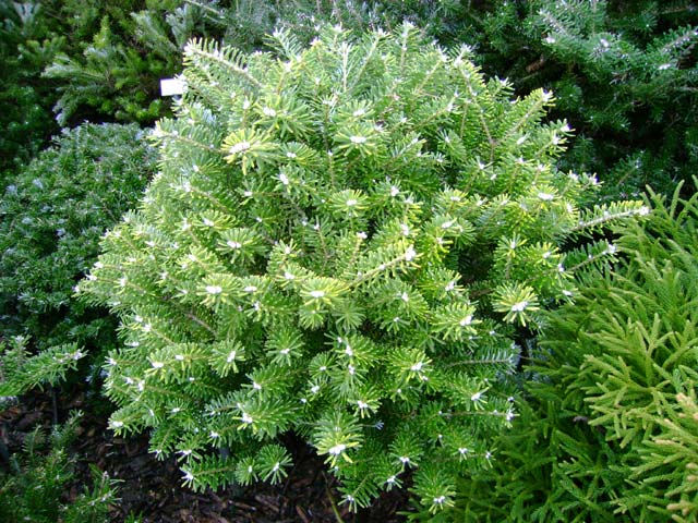 Abies koreana 