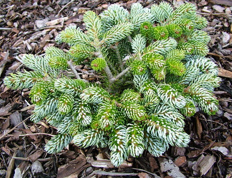 Abies koreana 