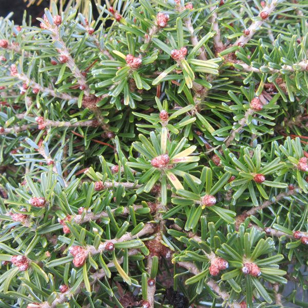 Abies koreana 