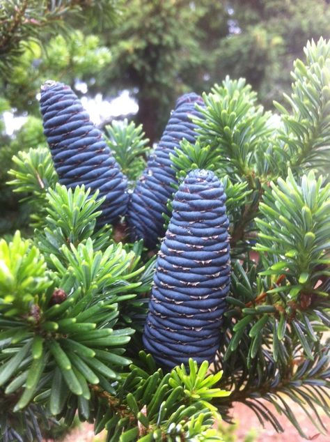 Abies koreana 