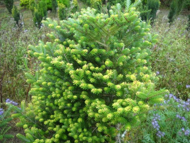 Abies koreana 