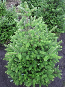 Abies koreana 