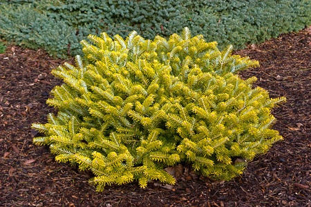 Abies koreana 