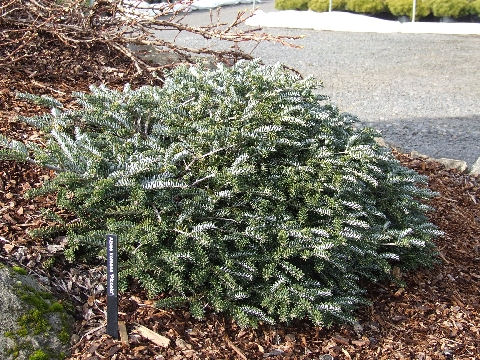 Abies koreana 