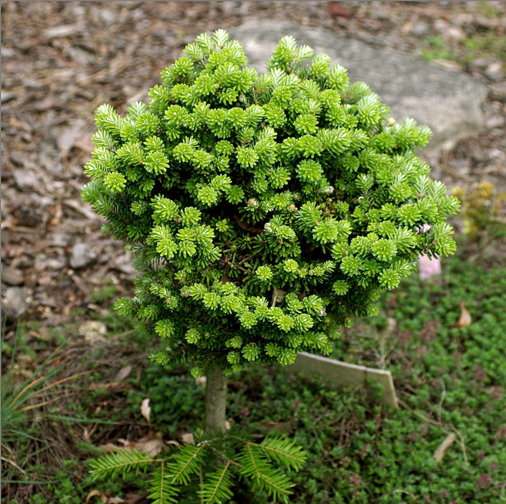 Abies koreana 