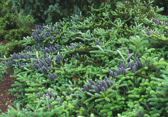 Abies koreana 