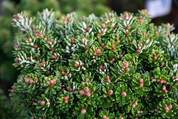 Abies koreana 