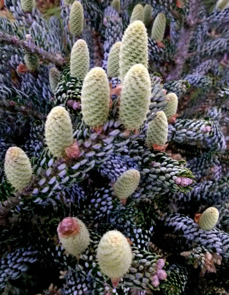 Abies koreana 