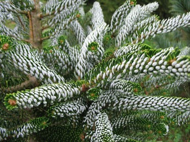 Abies koreana 