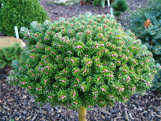 Abies koreana 