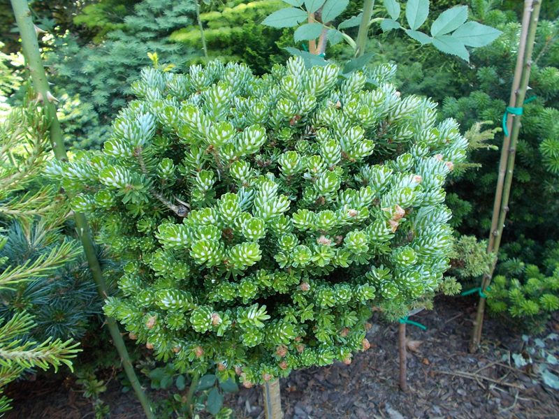 Abies koreana 