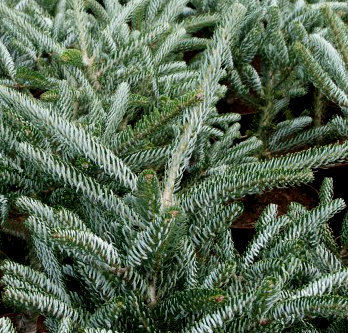 Abies koreana 