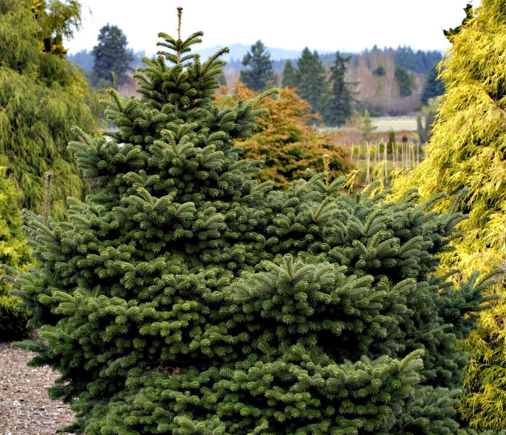 Abies koreana 