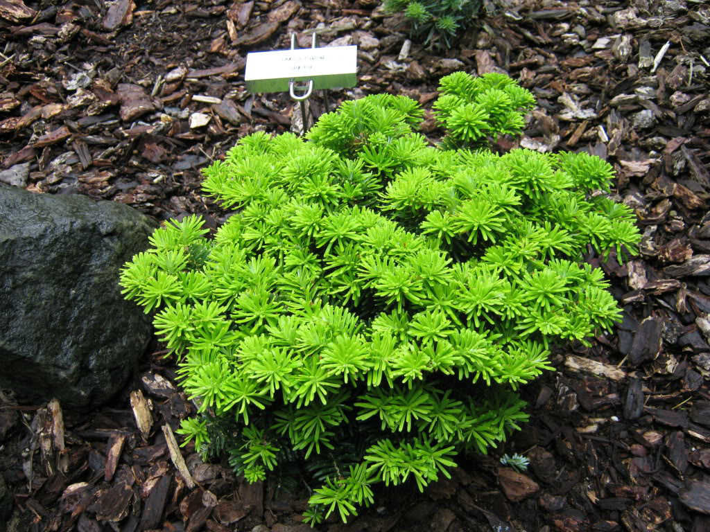 Abies koreana 