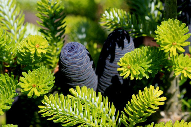 Abies koreana 