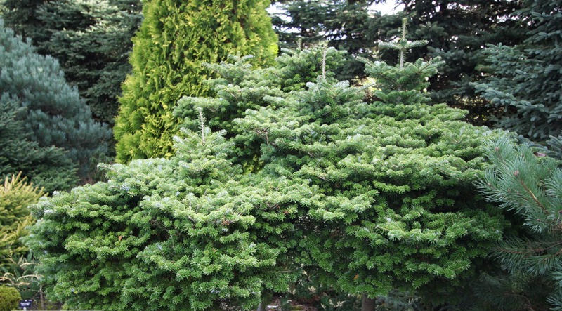 Abies koreana 