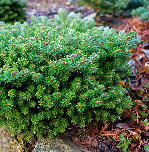 Abies koreana 