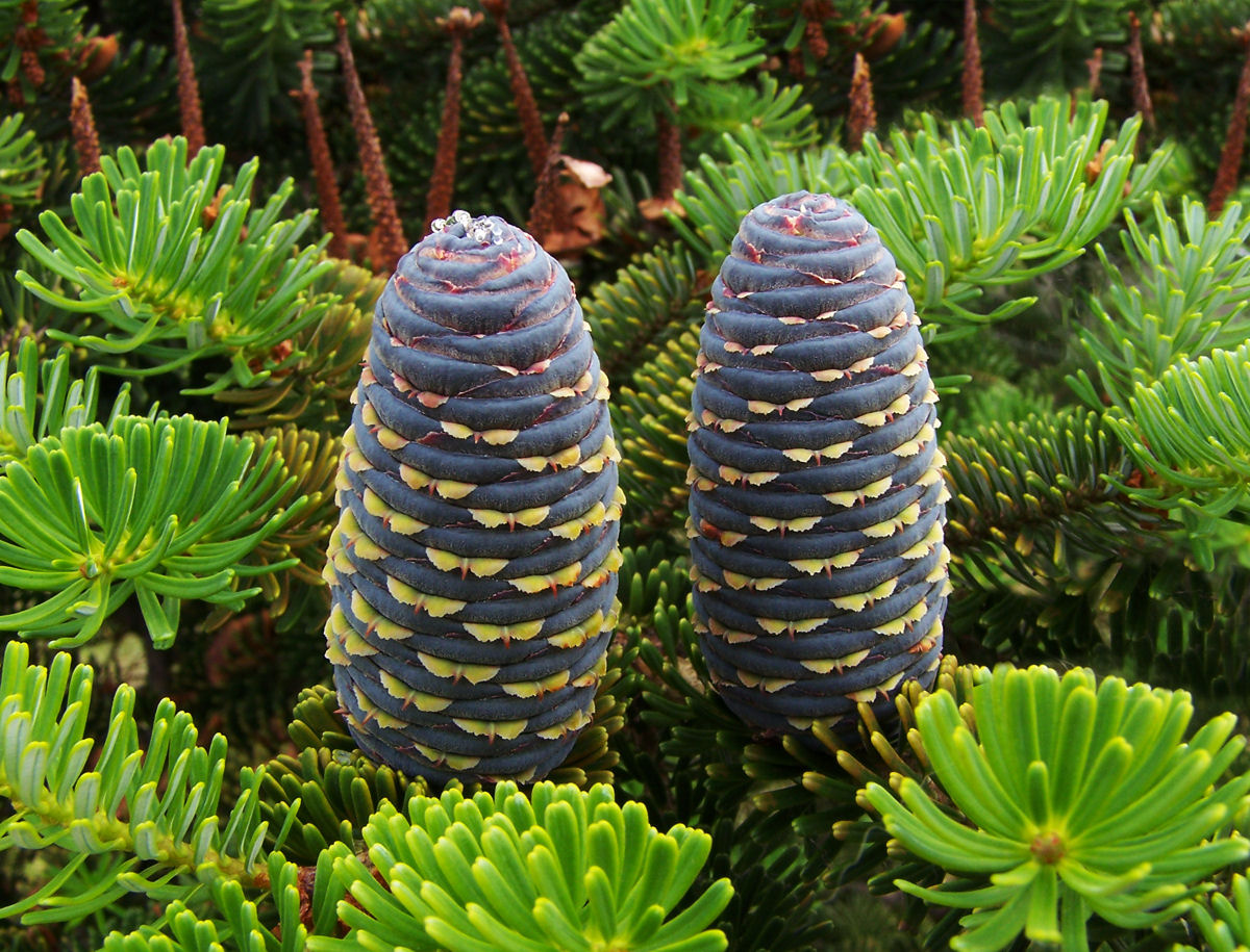 Abies koreana 