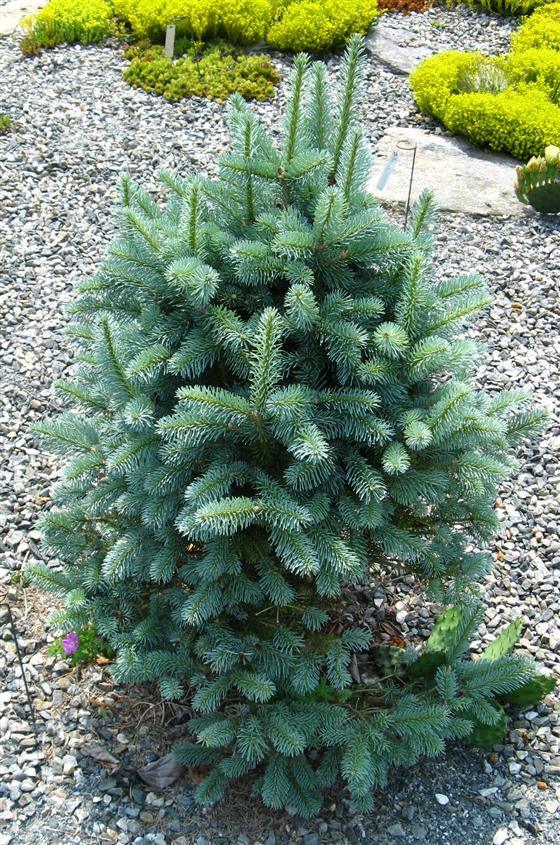 Abies lasiocarpa 