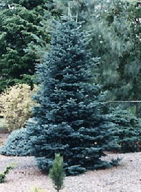 Abies lasiocarpa 