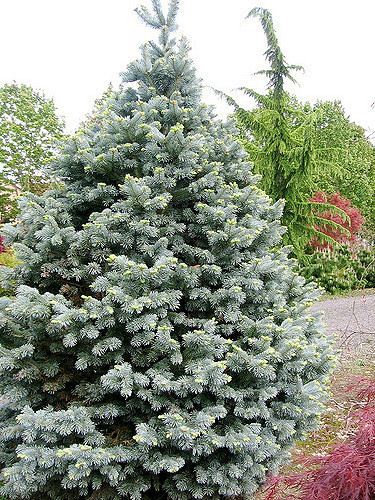 Abies lasiocarpa 