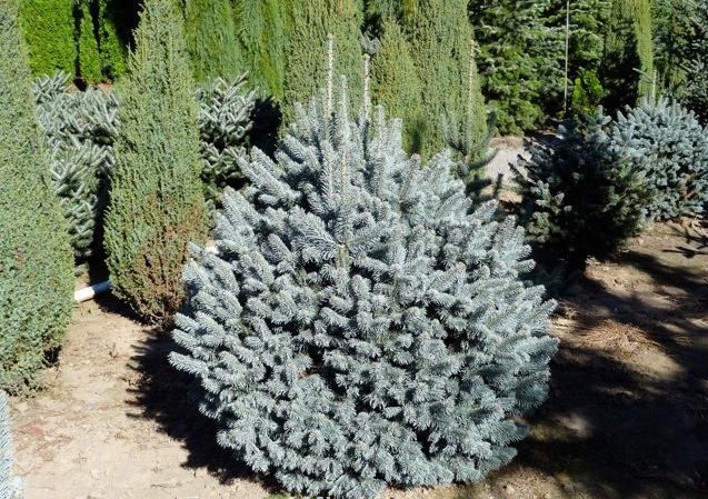 Abies lasiocarpa 