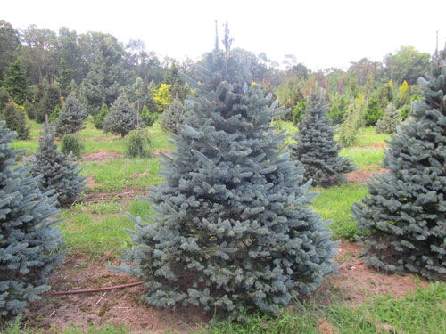 Abies lasiocarpa Arizonica Glauca 