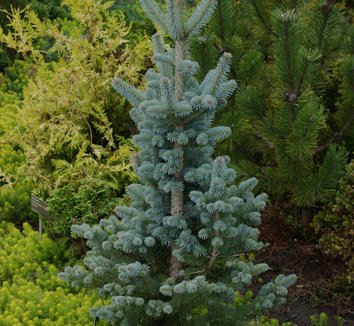 Abies lasiocarpa 