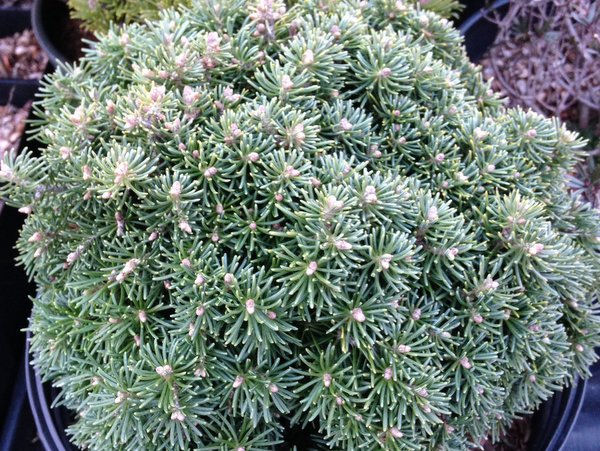 Abies lasiocarpa 