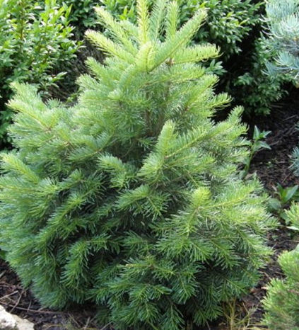 Abies lasiocarpa 