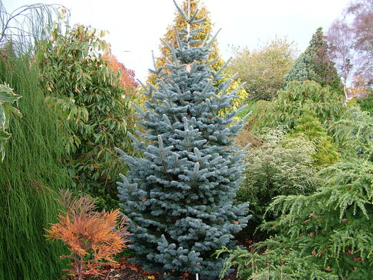 Abies lasiocarpa 