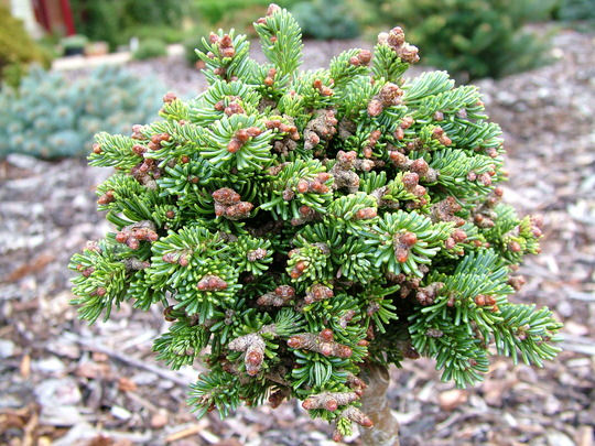 Abies lasiocarpa 