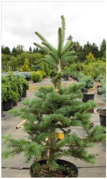 Abies lasiocarpa 